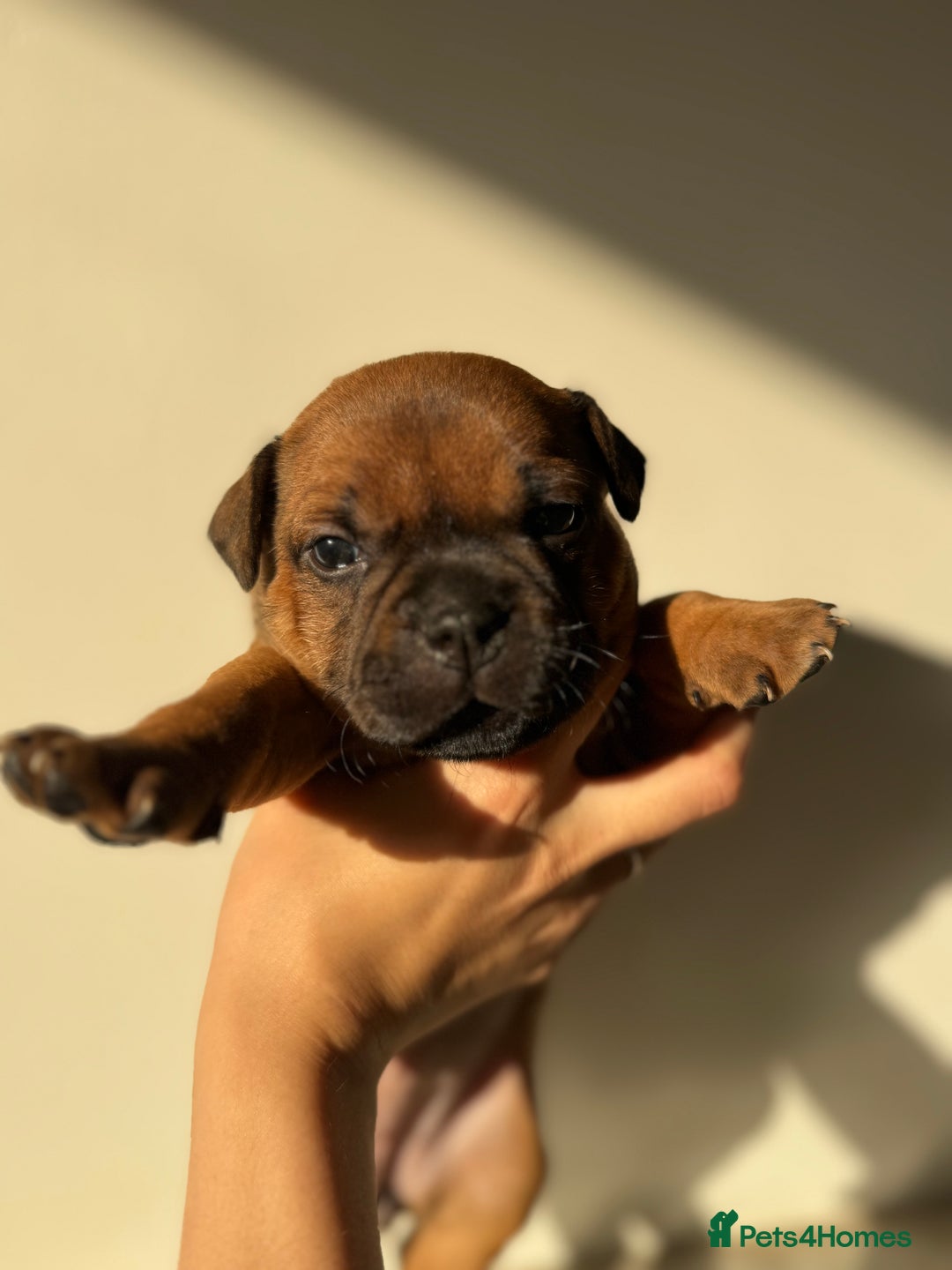 Staffordshire Bull Terrier dogs for sale: Red KC Reg Staffordshire Bull Terrier✨ - Image 1