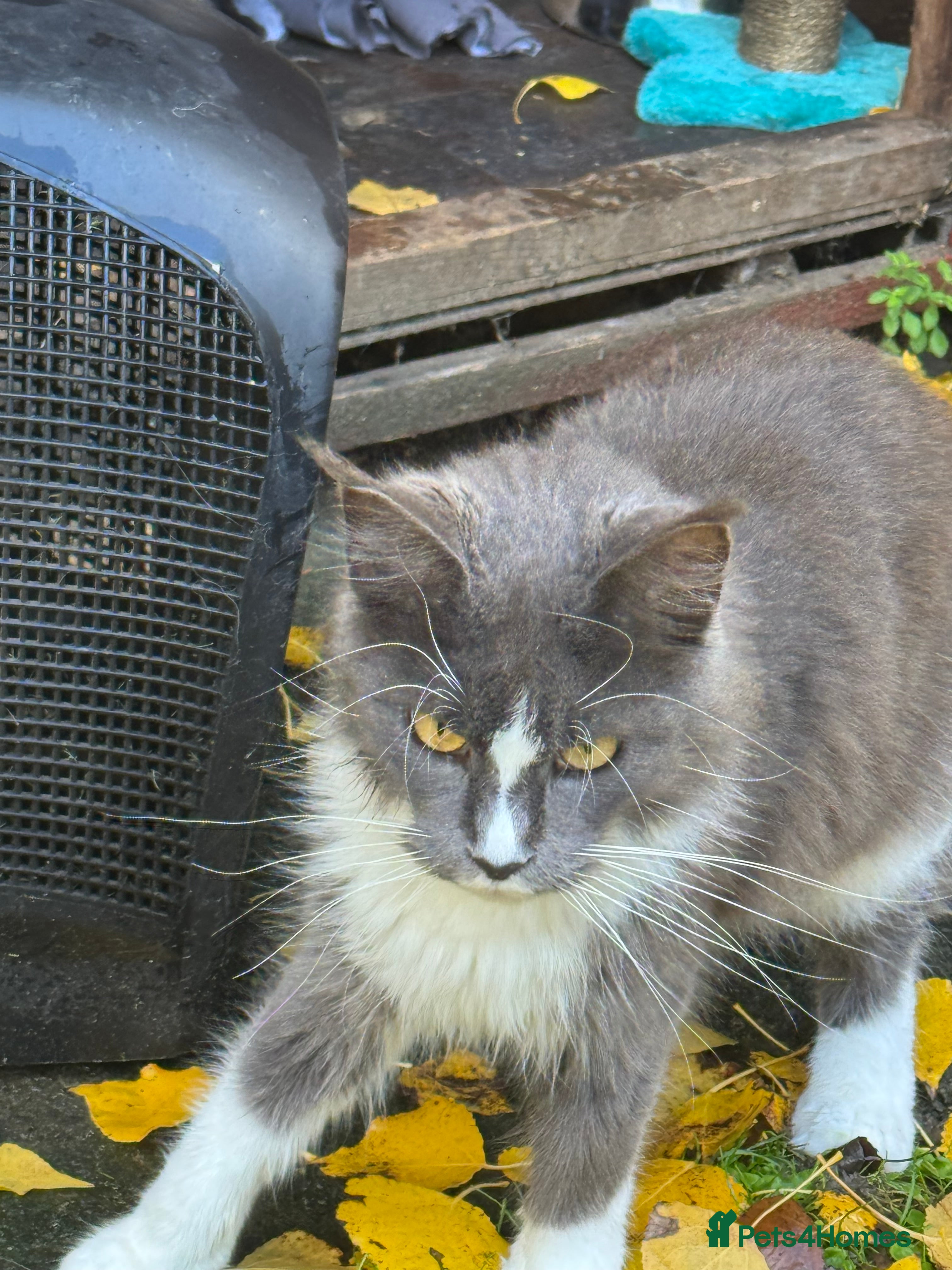 Maine Coon cats Full Maine Coon for sale - Advert 5