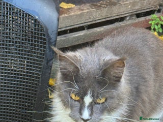 Maine Coon cats Full Maine Coon for sale - Advert 1