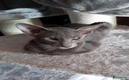 Oriental cats for sale: Full Pedigree Oriental 1 Kitten XL size ears GCCF in Biggleswade - Image 17