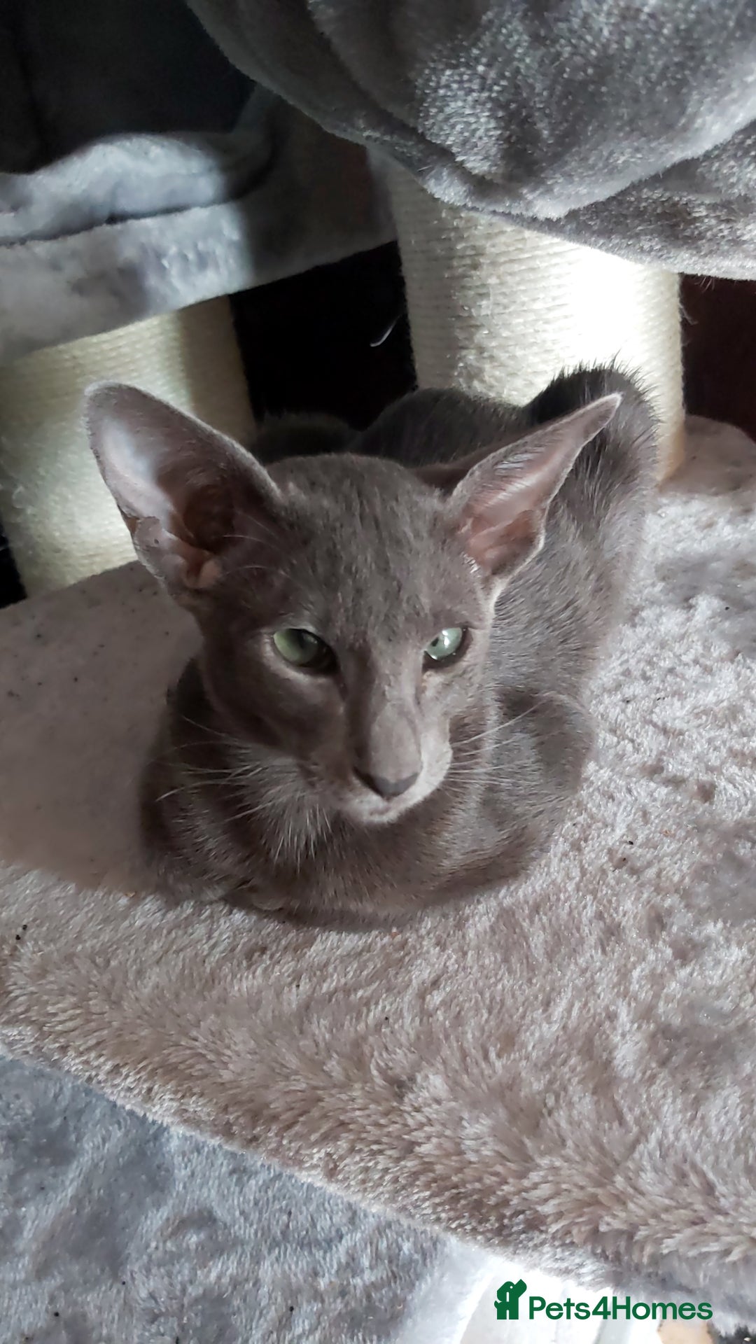 Oriental cats for sale: Full Pedigree Oriental 1 Kitten XL size ears GCCF in Biggleswade - Image 17