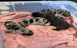 French Bulldog dogs for sale: French bulldog puppies  - Image 15