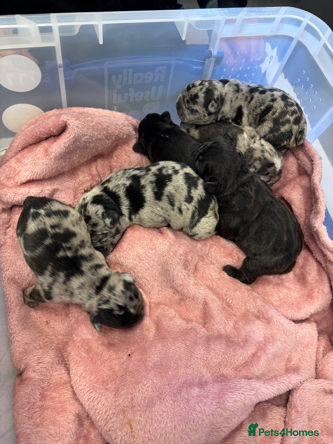 French Bulldog dogs for sale: French bulldog puppies  - Image 15