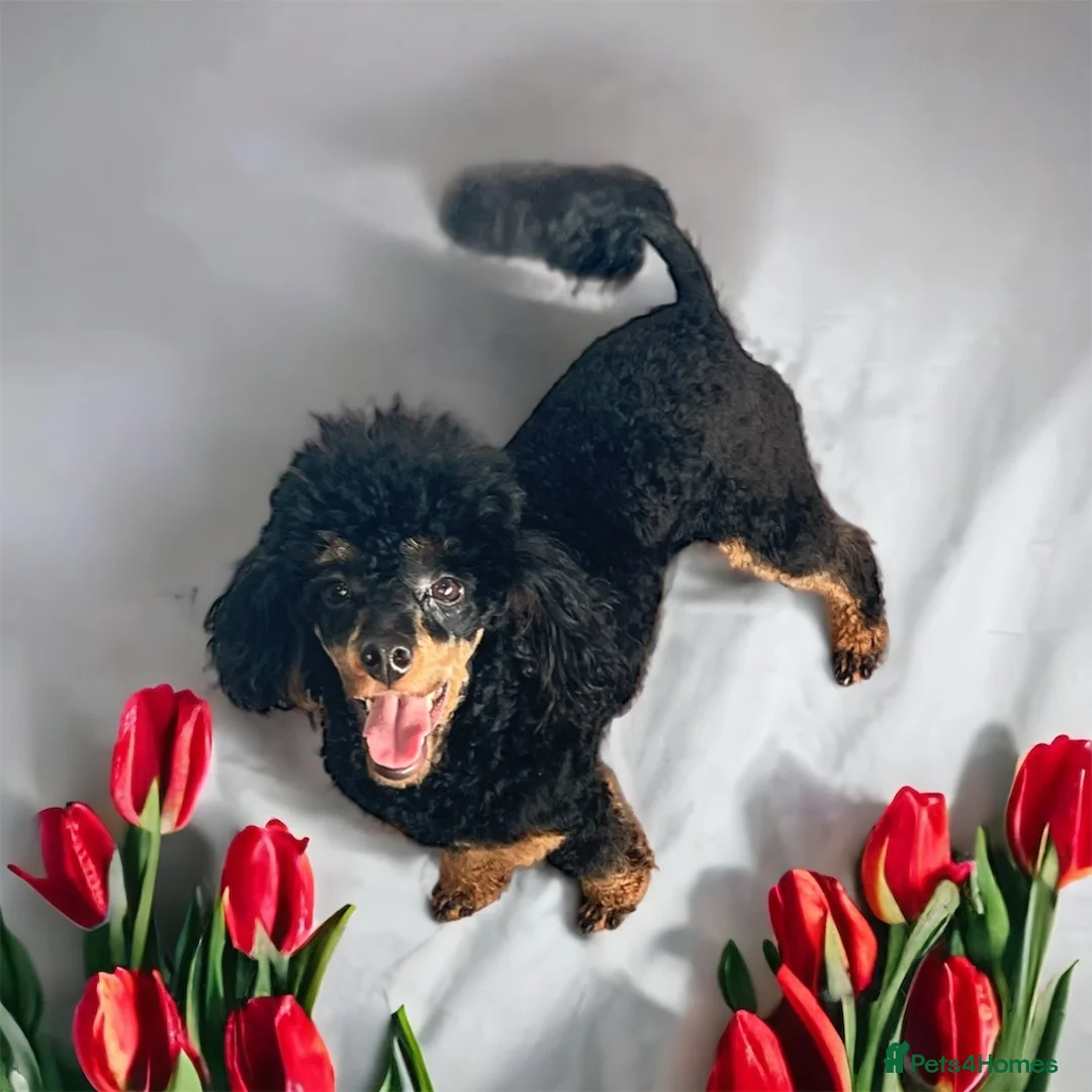 Toy Poodle dogs for stud: PHANTOM TOY POODLE AVAILABLE AT STUD in Grays - Advert 16