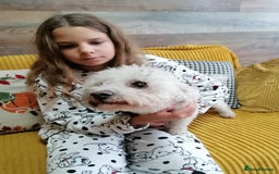 Bichon Frise dogs for adoption: 💙🐶 BARNEY 🐶💙 - Image 12