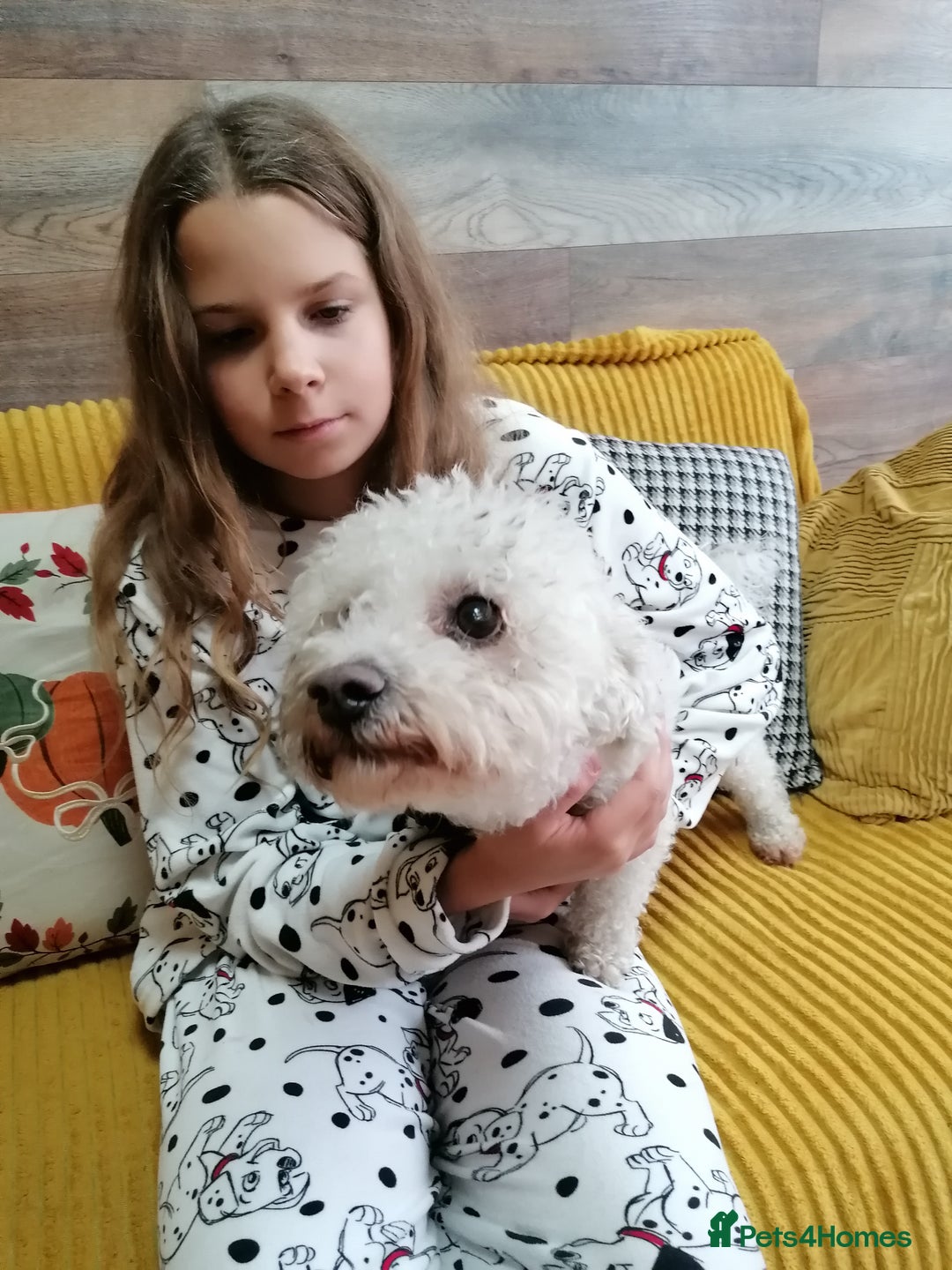 Bichon Frise dogs for adoption: 💙🐶 BARNEY 🐶💙 - Image 12