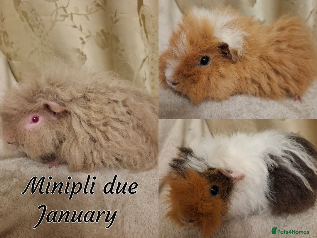Guinea Pig rodents for sale: Sheltie Baby Guinea pigs Boys & Girls - Advert 8
