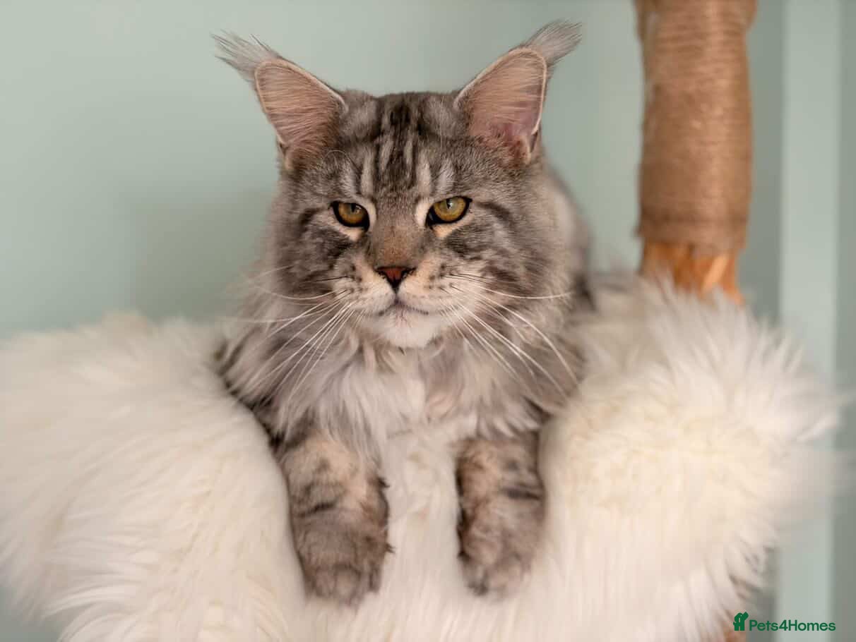 Maine Coon cats Black silver classic tabby Stud  - Advert 10