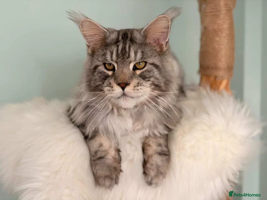 Maine Coon cats for stud: Black silver classic tabby Stud  in London - Advert 1