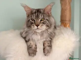 Maine Coon cats Black silver classic tabby Stud - Advert 10