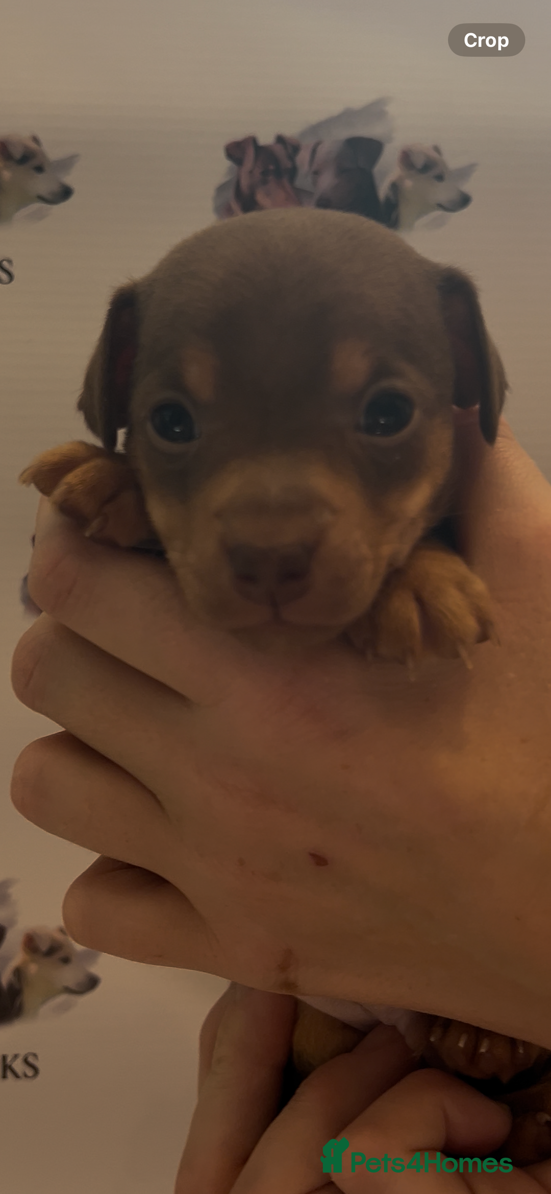 Jack Russell dogs for sale: READY NOW - beautiful tiny choc babies! 1 girly  - Image 24