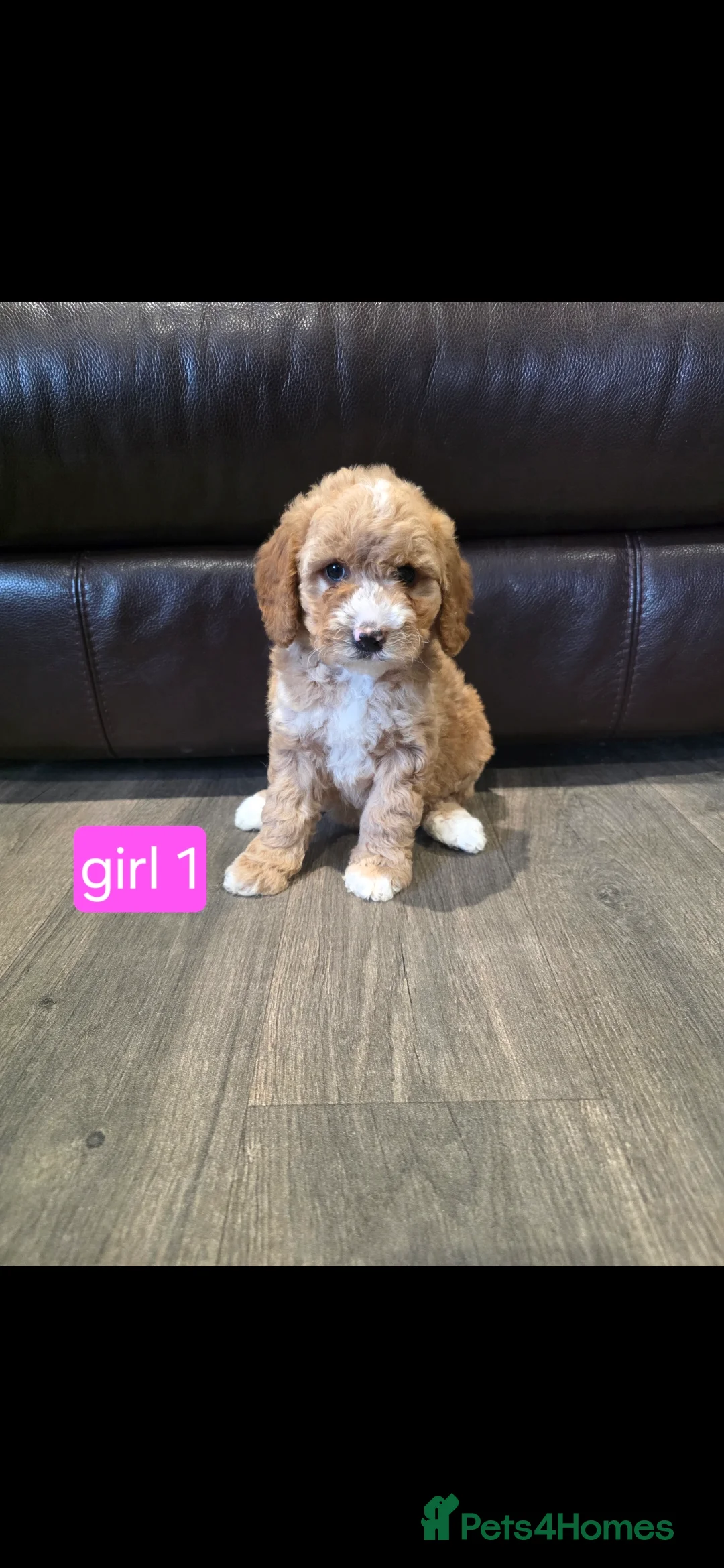 Cockapoo dogs for sale: Adorable Cockapoo pups ready to go 🐾 - Advert 5