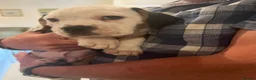 Mixed Breed dogs for sale: Happy Accident!! Bully Basset Puppies  in Norwich - Advert 5