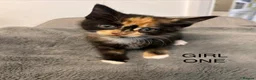 Mixed Breed cats for sale: Kittens 1/2 Maine coon. 8wks & ready to leave.  - Advert 10