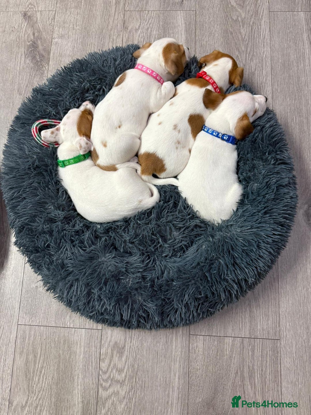 Jack Russell dogs for sale: 8 Week Old Jack Russel Puppies  - Advert 23