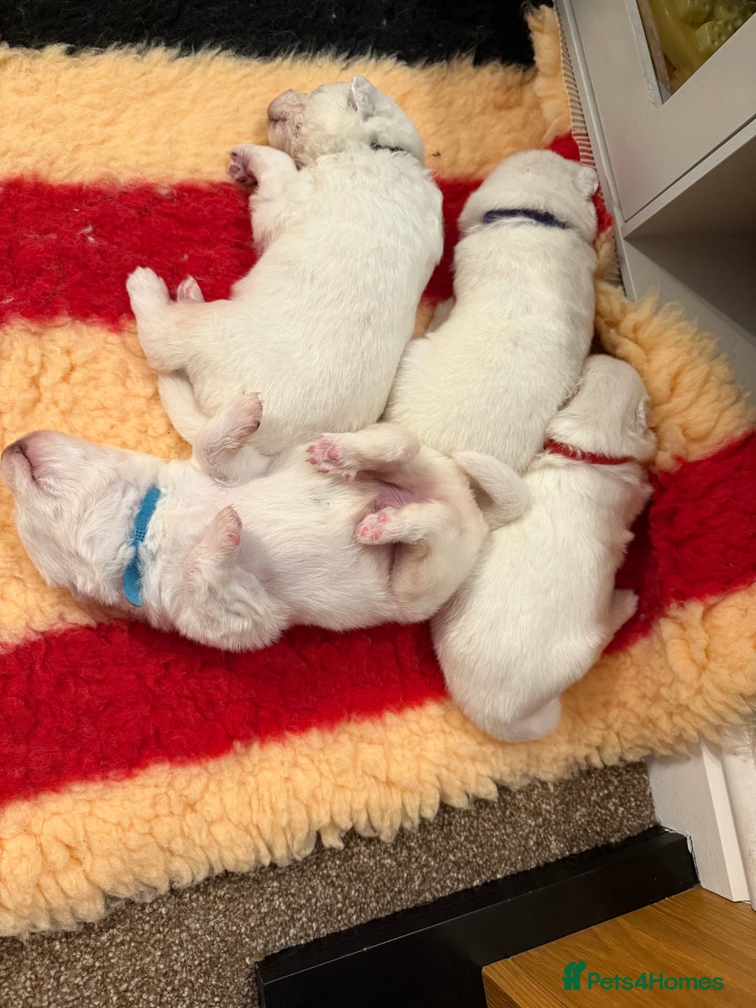 Samoyed dogs for sale: Beautiful Pure Breed Samoyed Puppies - Image 8