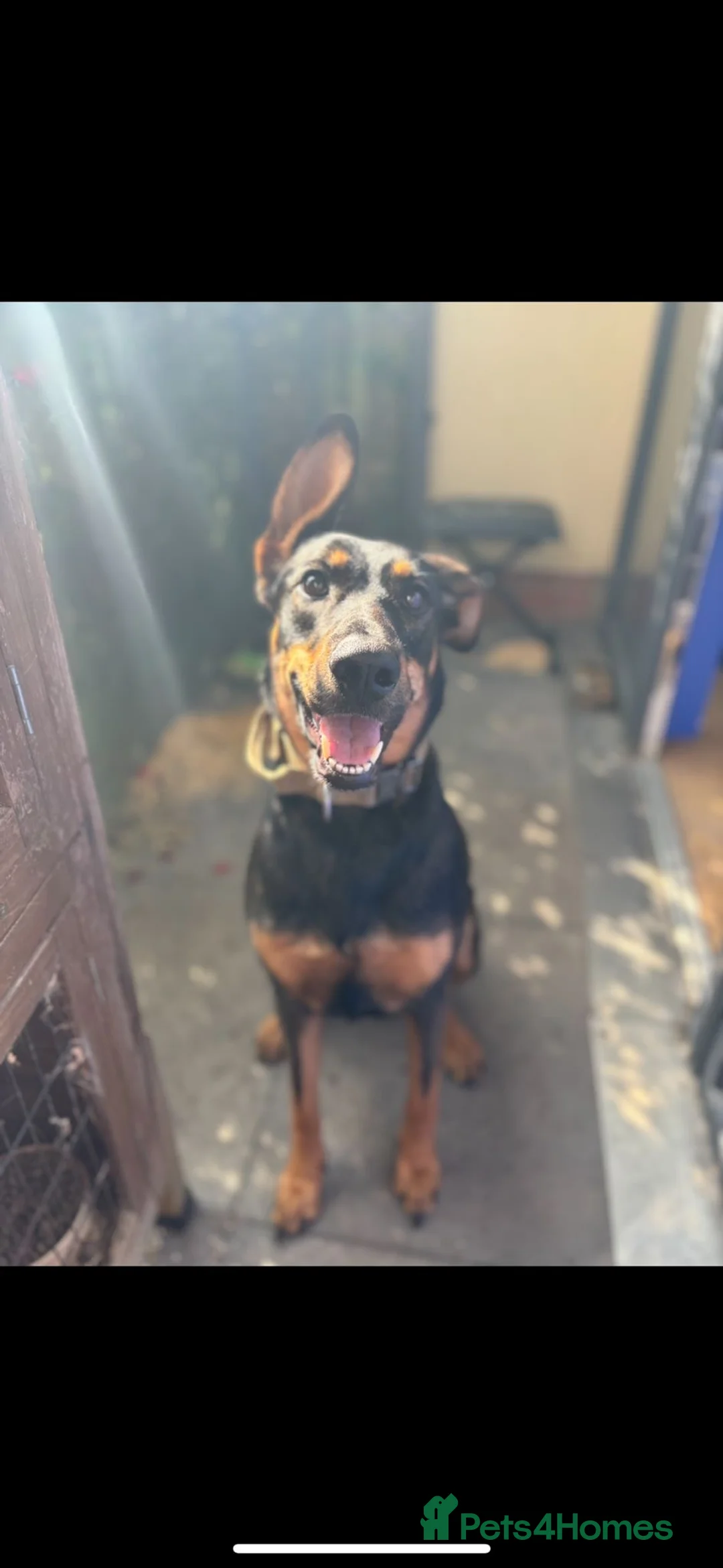 Mixed Breed dogs for sale:  Beautiful koda the cuddler in Stone - Advert 2