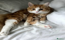 Persian cats for sale: Mink coloured Persian Mixed boys - Image 19