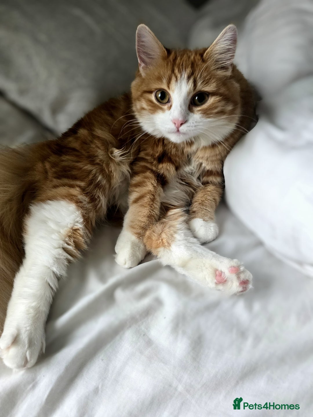 Persian cats for sale: Mink coloured Persian Mixed boys - Image 19