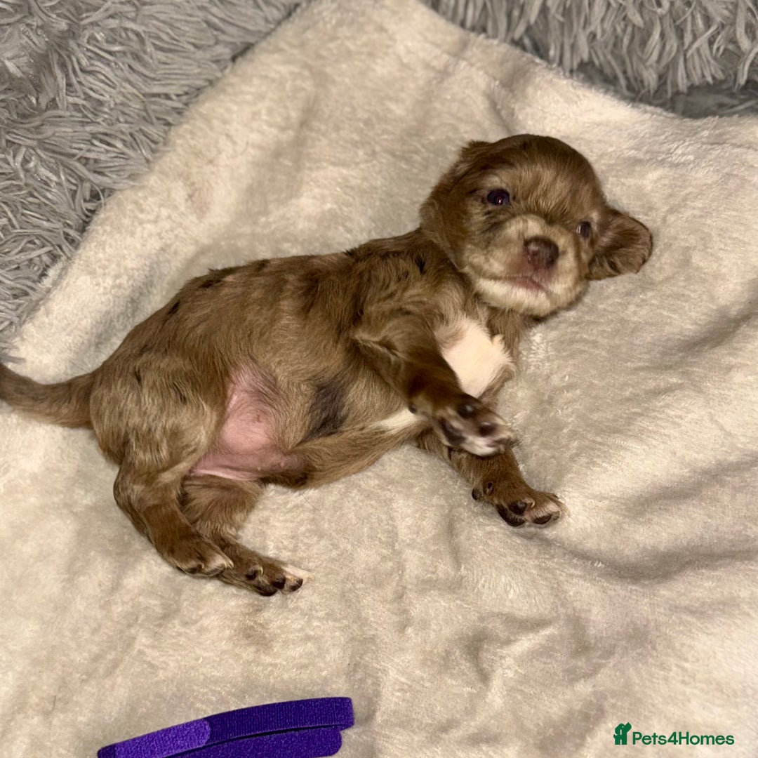 Cocker Spaniel dogs for sale: 🐶THE 8 MISFITS of SHEER BEAUTY🐶 - Advert 6