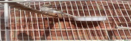 Canaries birds for sale: IP24 2jp hood way Thetford  in Thetford - Advert 1