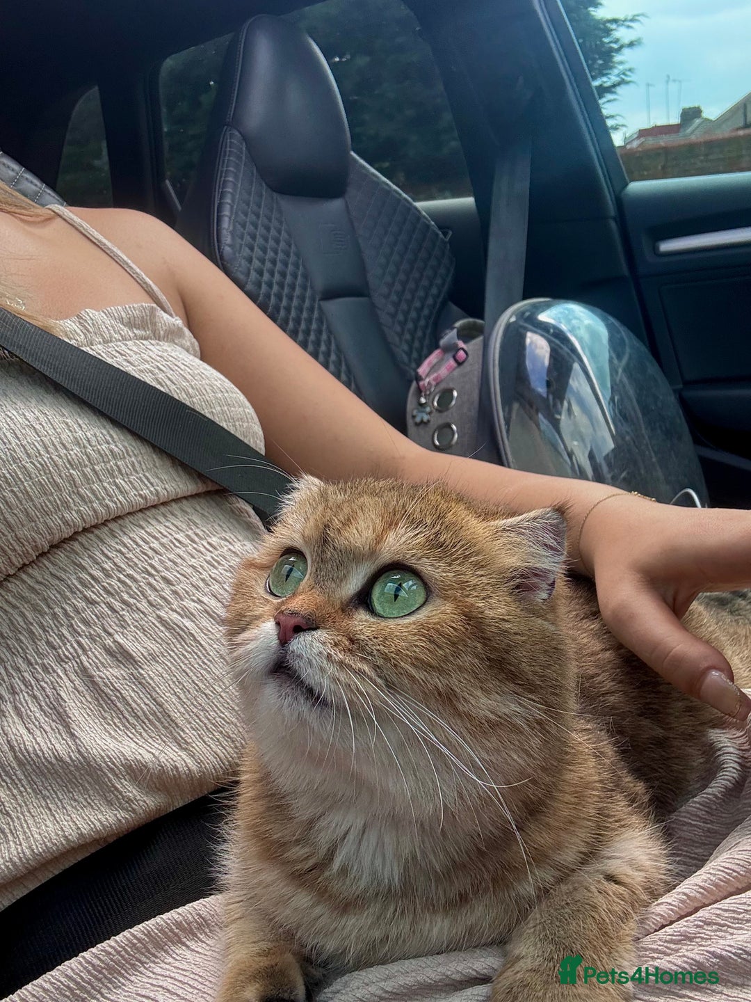 Scottish Fold cats for sale: Beautiful golden tabby shade  - Advert 3