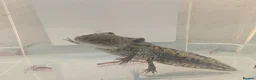 Axolotl reptiles for sale: 3 females hypo axolotl babies - Advert 9