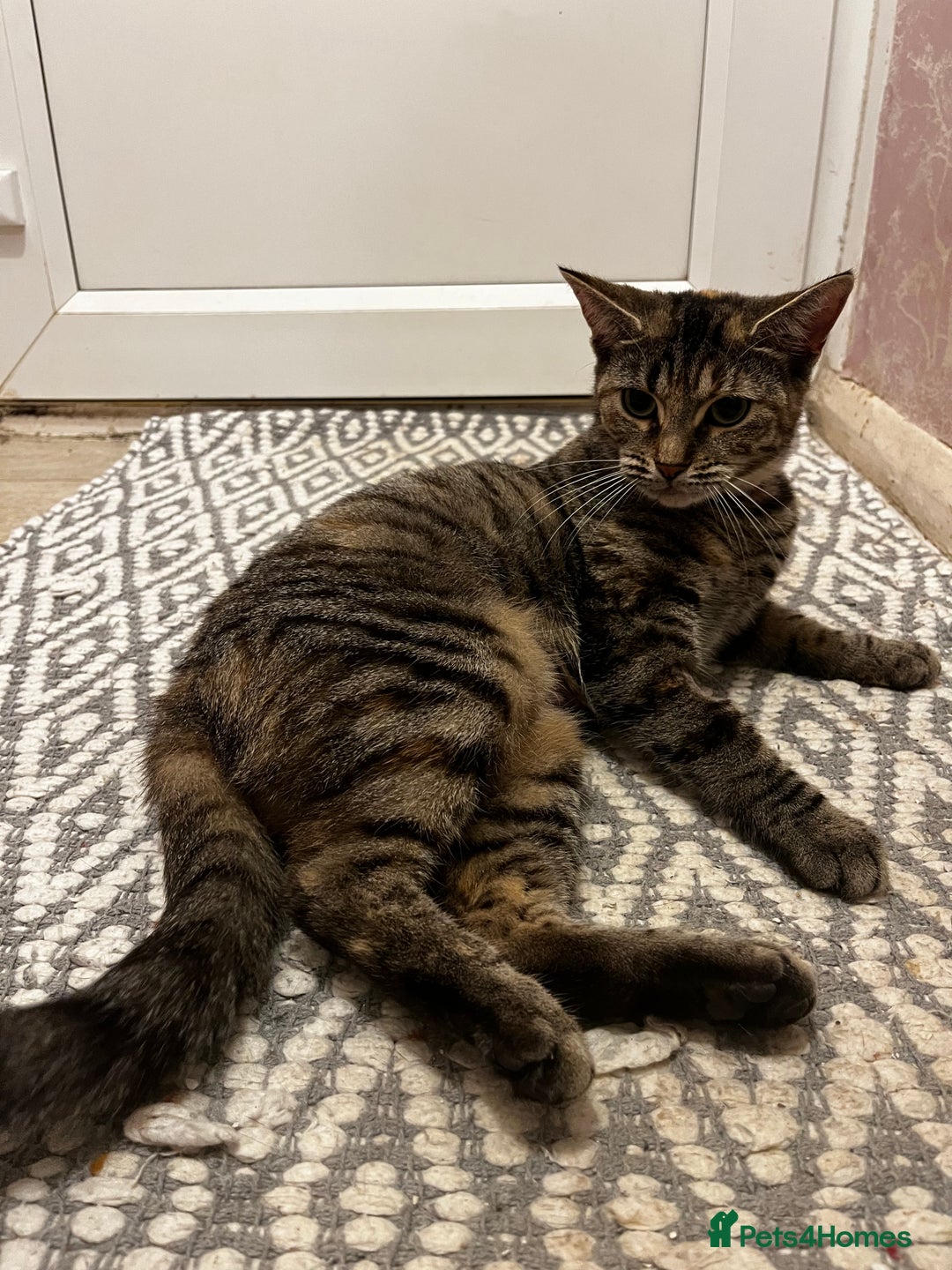 Bengal cats for sale: Half Bengal Cat Female - Image 5