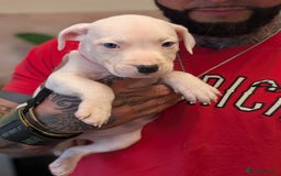 Staffordshire Bull Terrier dogs for sale: Blue/blue&white staffs - Image 38