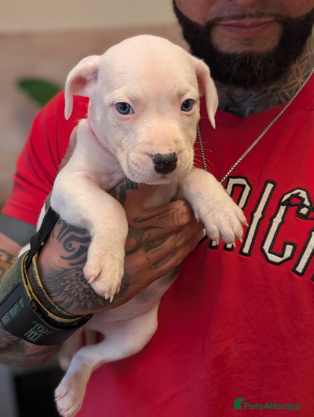 Staffordshire Bull Terrier dogs for sale: Blue/blue&white staffs - Image 38