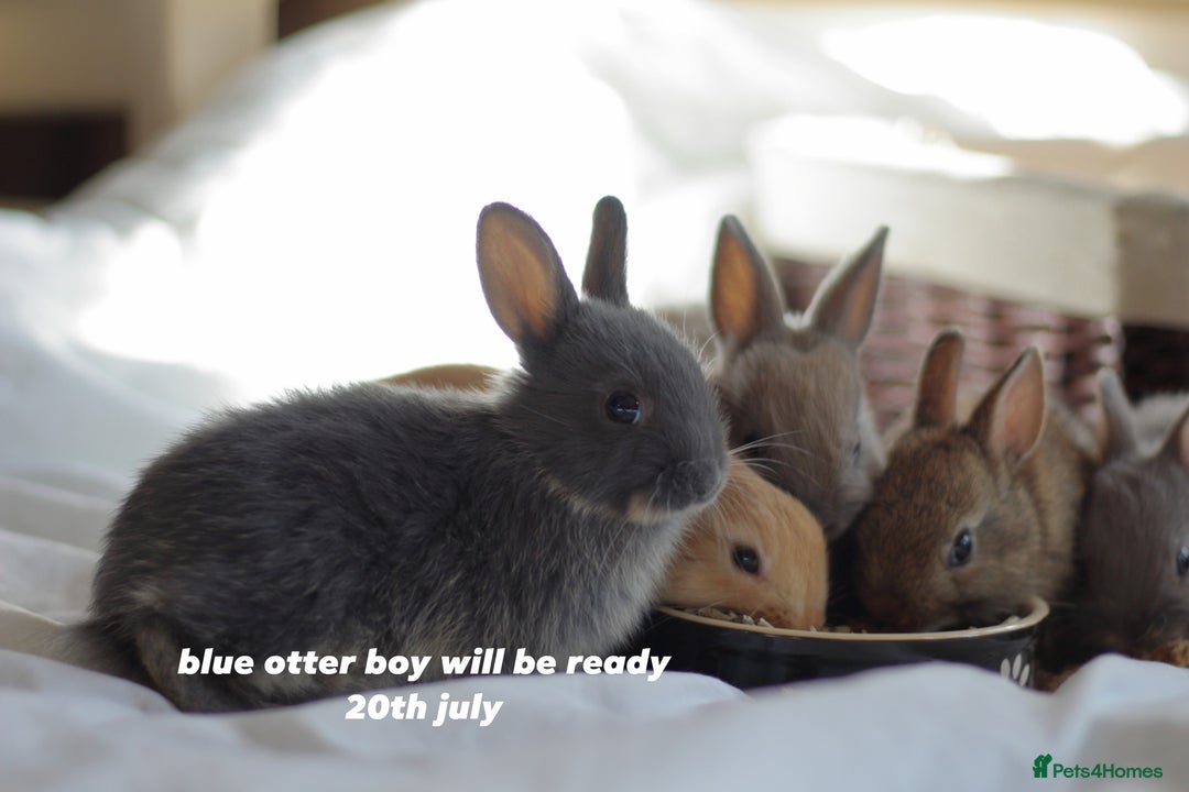 Netherland Dwarf rabbits for sale: pure bred netherland dwarf new litter - Image 3