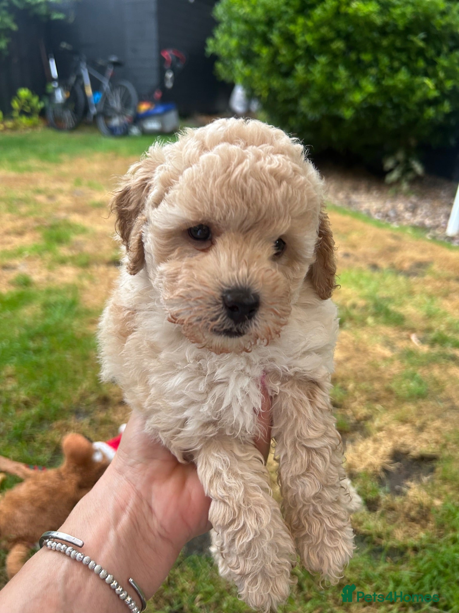 Toy Poodle dogs 3 Toy poodle pups  - Advert 5