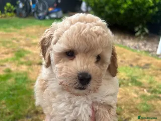 Toy Poodle dogs 3 Toy poodle pups - Advert 5