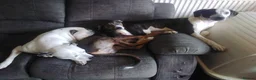Mixed Breed dogs for sale: Female bullying greyhound  in Leicester - Advert 6