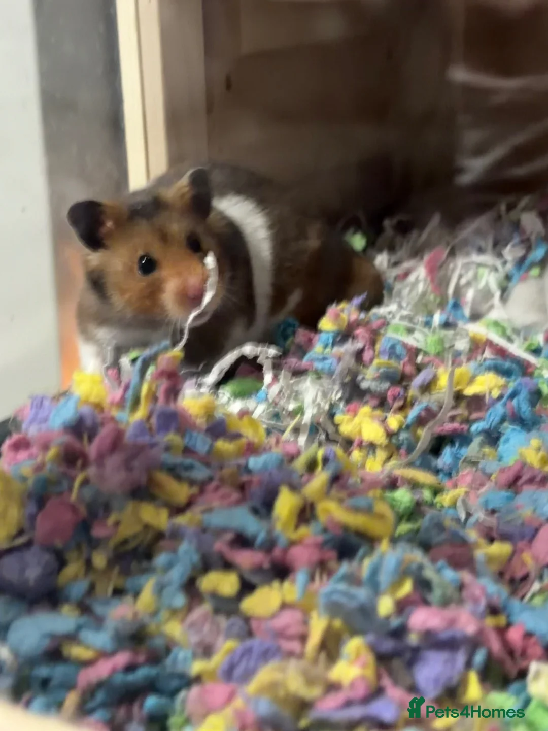 Hamster rodents for sale: hamster for sale (teddy bear)🐻 with cage  - Advert 2
