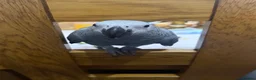 Parrots birds for sale: Hand reared African grey (female)  - Advert 13