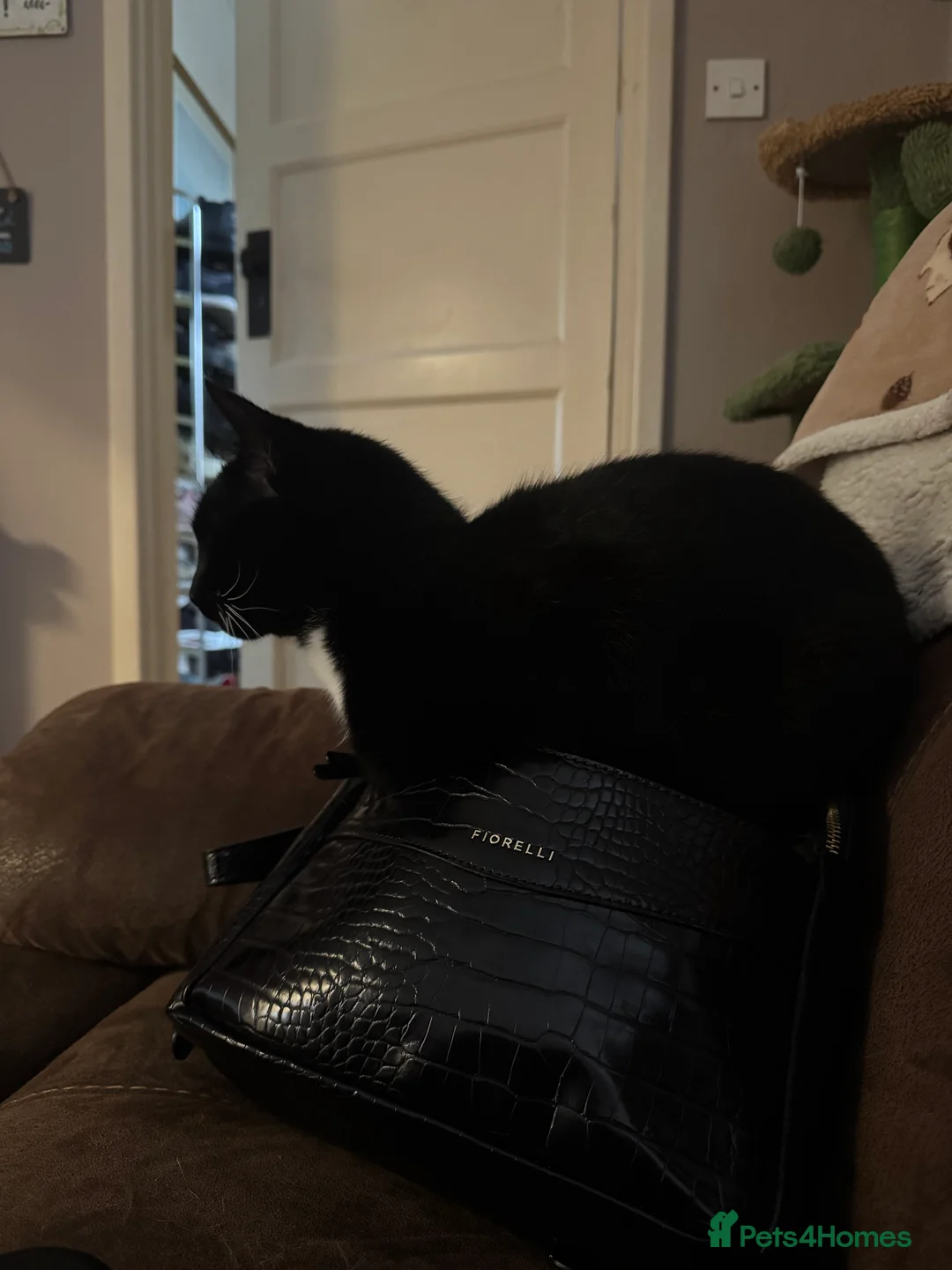 Ragdoll cats for sale: Bonded pair of female cats  - Advert 2