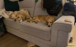 Mixed Breed dogs for adoption: HERSEY  - Advert 7