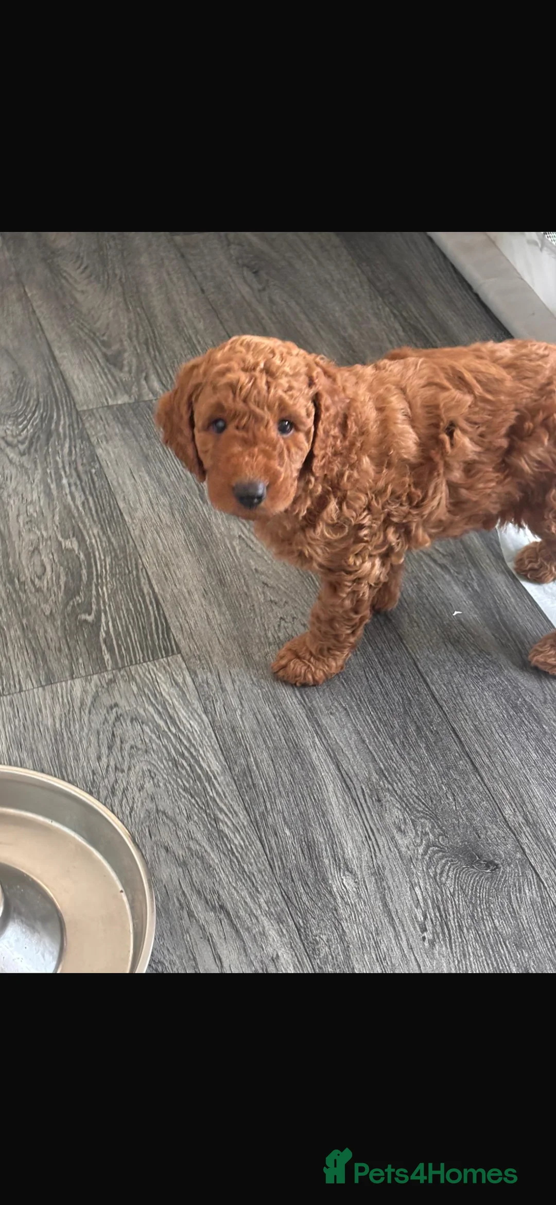 Cockapoo dogs for sale: Beautiful cockapoo puppies for sale  - Advert 3