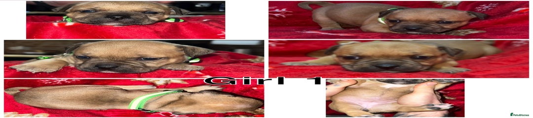 Staffordshire Bull Terrier Female 1