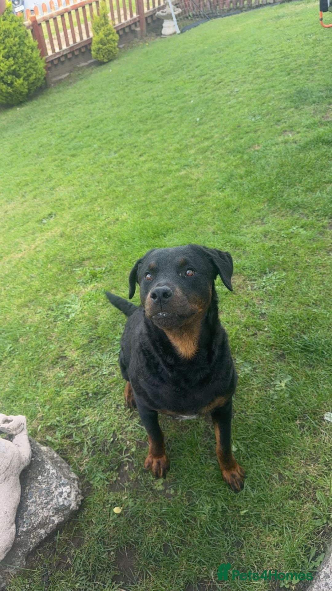 Rottweiler dogs 2 chunks left  - Advert 18
