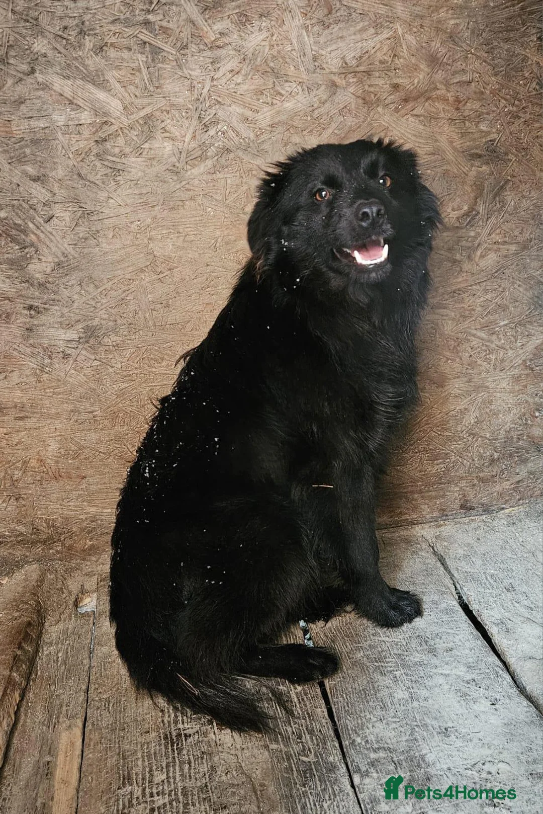 Mixed Breed dogs for adoption: 💙MARTINEL💙 - a Beautiful Soul for a Loving Home - Advert 10