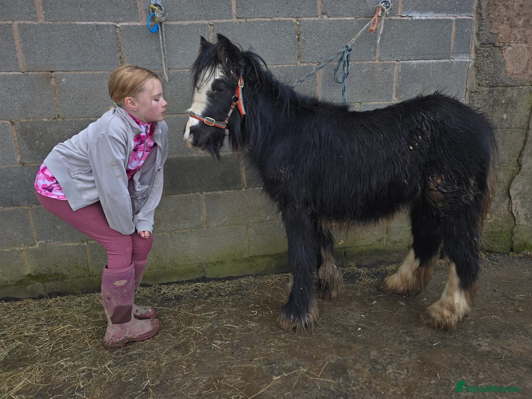 Irish Cob horses for sale: Beautiful 6mth Blagdon Filly - Advert 12