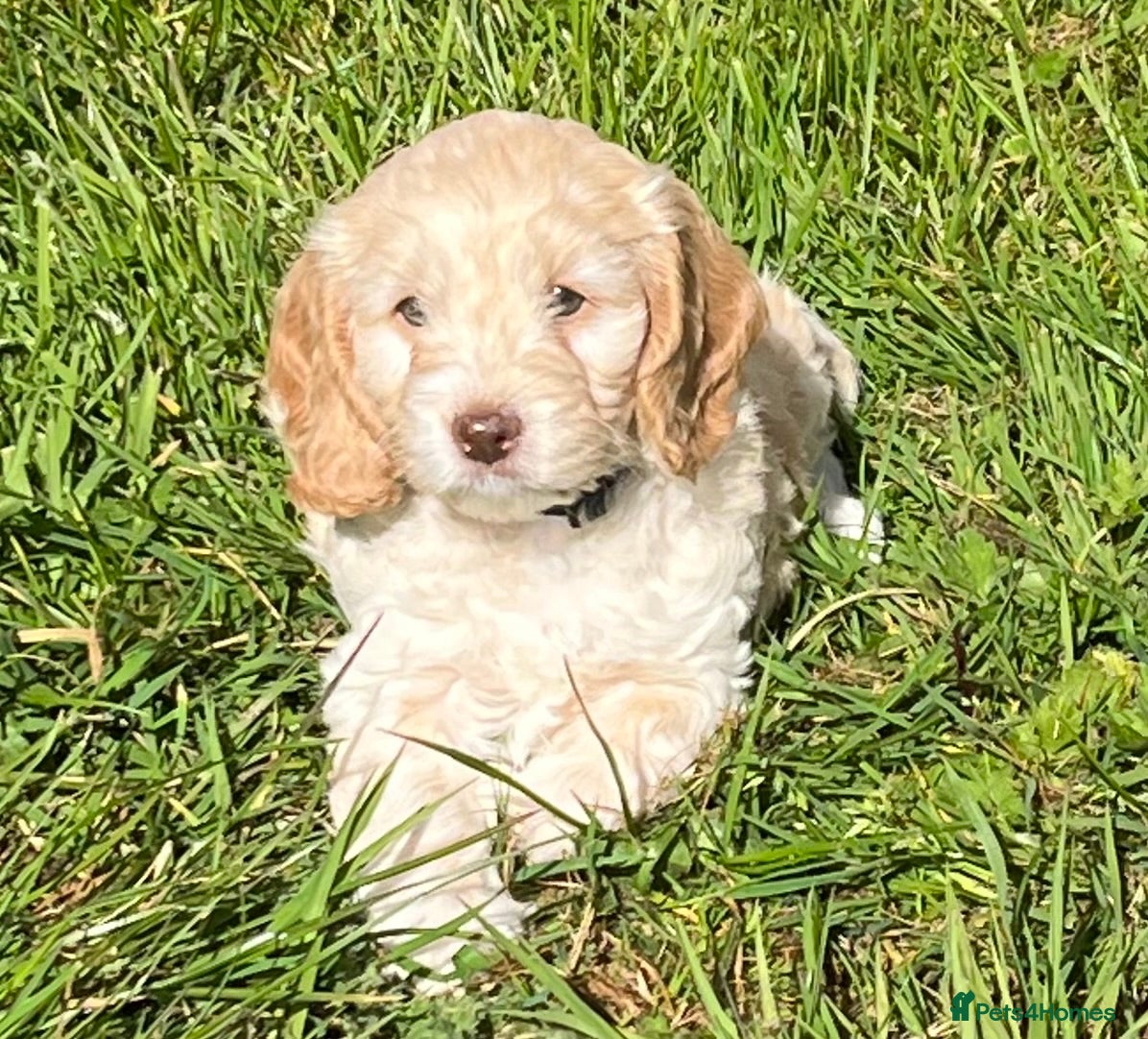 Cockapoo dogs Only 3 Stunning Show F1 Cockapoos remaining  - Advert 1