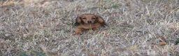 Miniature Dachshund dogs for sale: Fully vaccinated Kc reg last girl  - Advert 3
