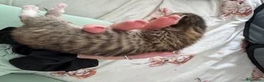 Bengal 2