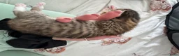 Bengal cats for sale: Mixed breed bengal kittens - Advert 5