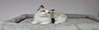 Ragdoll 2