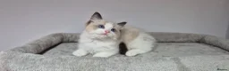 Ragdoll cats for sale: 3 TICA Registered Males for Sale - Advert 9