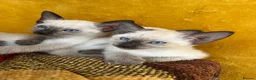 Siamese cats for sale: Siamese girls ready soon - Advert 12